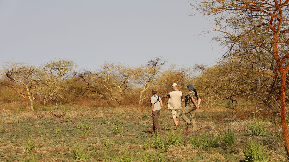 Savannelandschap
